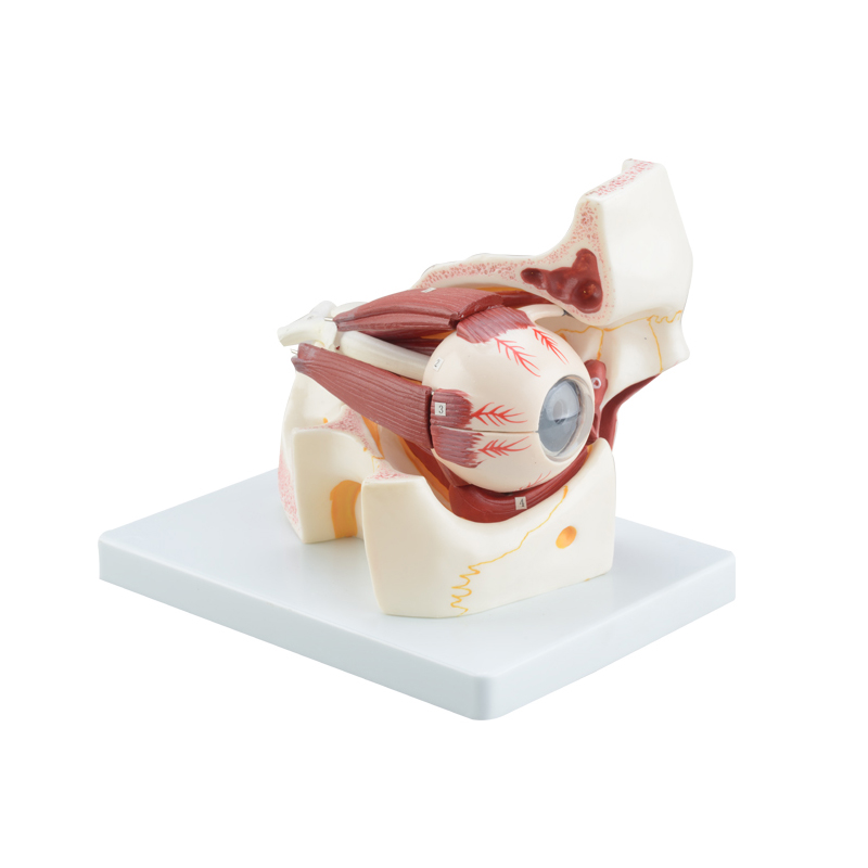 Eye and orbital enlargement model