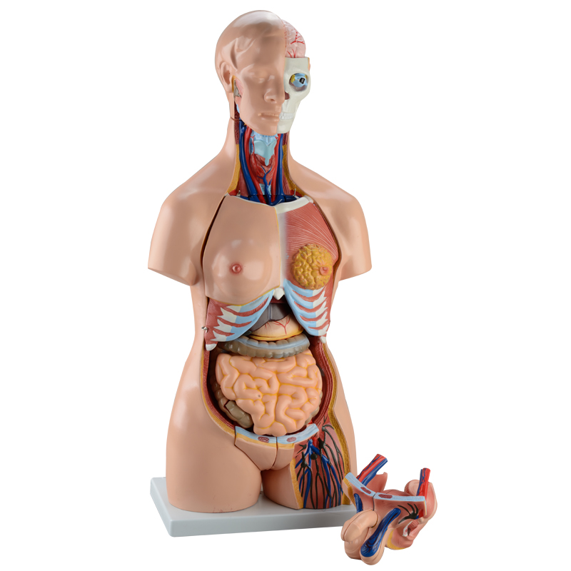 85cm human torso model with 40 parts